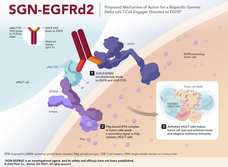 Proposed Mechanism of Action for a Bispecific Gamma Delta 9y6)-T-Cell Engager Directed to EGFR*