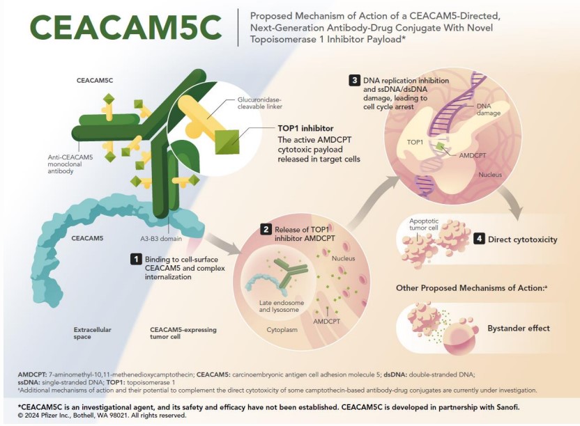 Proposed Mechanism of Action of a CEACAM5-Directed, Next-Generation Antibody-Drug Conjugate with Novel Topoisomerase 1 Inhibitor Payload