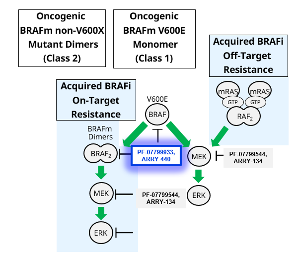 Updated BRAFi MOA